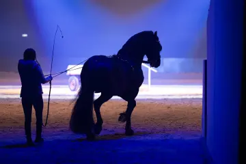 Vrijheidsdressuur met een Fries paard in blauw en roze licht