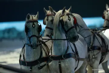 Schimmels in het tuig, close-up in turkoois licht