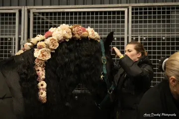 Fries paard met bloemenkrans in de manen